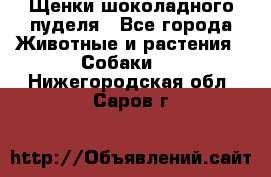 Щенки шоколадного пуделя - Все города Животные и растения » Собаки   . Нижегородская обл.,Саров г.